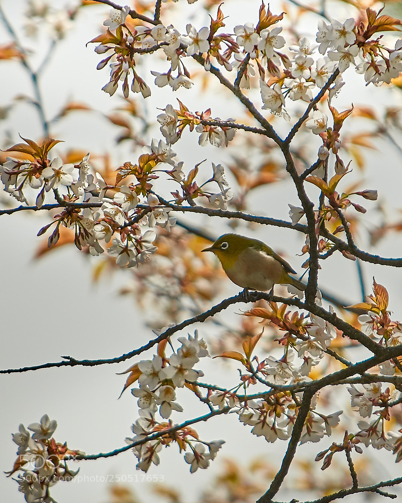 Nikon D500 sample photo. Cherry blossoms and white-eye photography