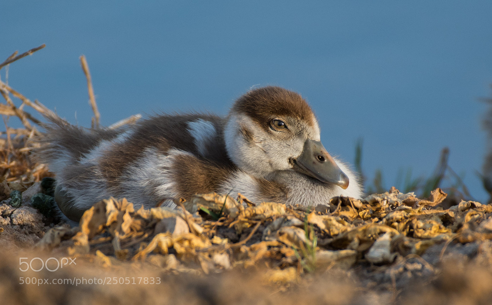 Nikon D500 sample photo. Baby egyptian goose photography