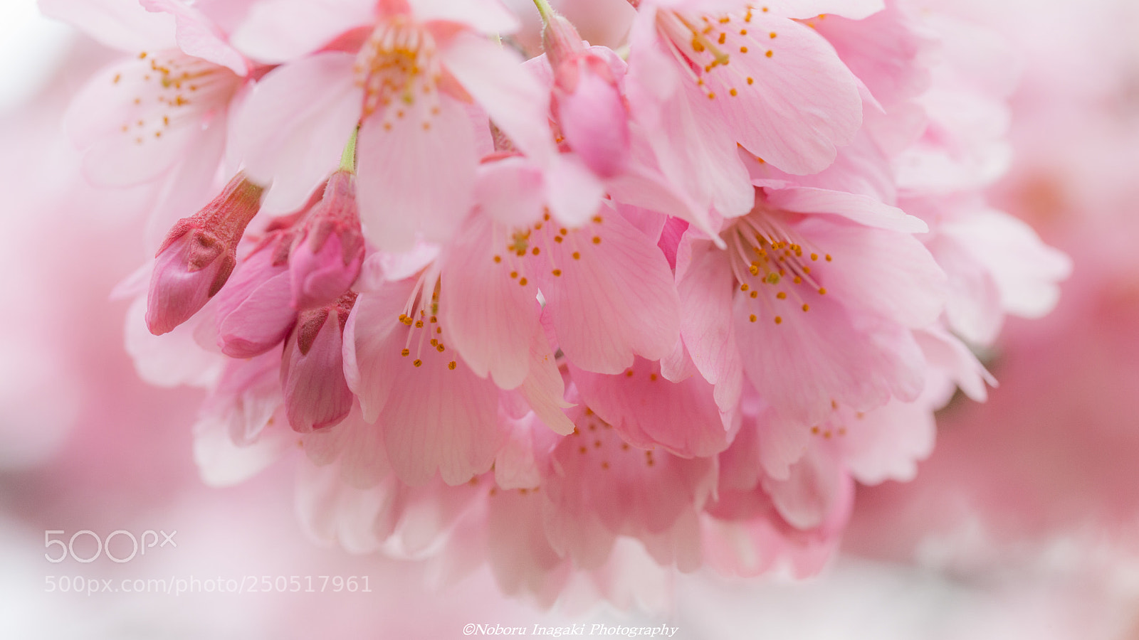 Canon EOS 5D Mark II sample photo. Impression of spring photography