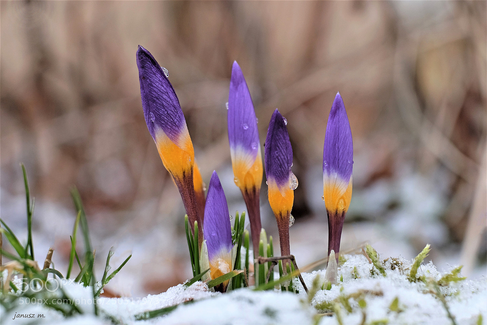 Fujifilm X-T10 sample photo. Harbingers of spring .... photography