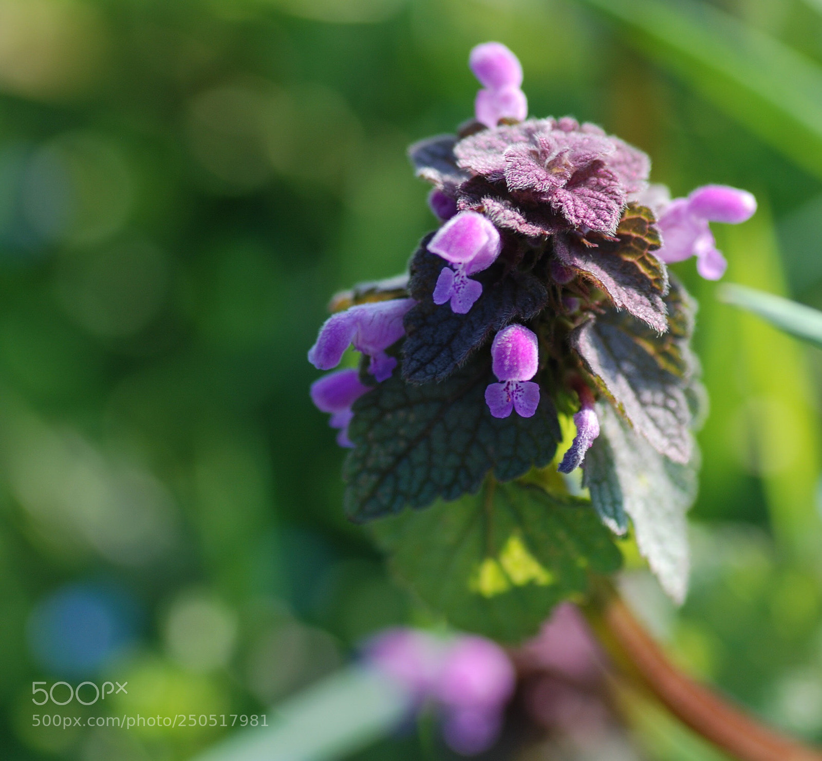 Nikon D80 sample photo. Lamium purpureum photography