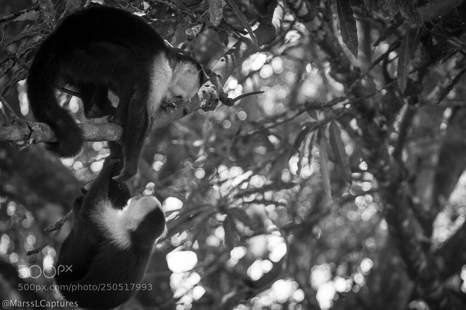 Nikon D4S sample photo. Capuchin monkeys photography