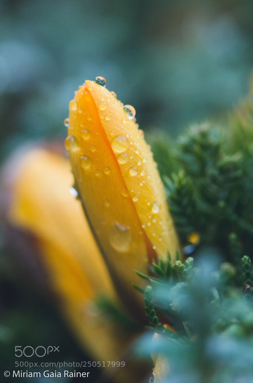 Nikon D7000 sample photo. Yellow crocus photography