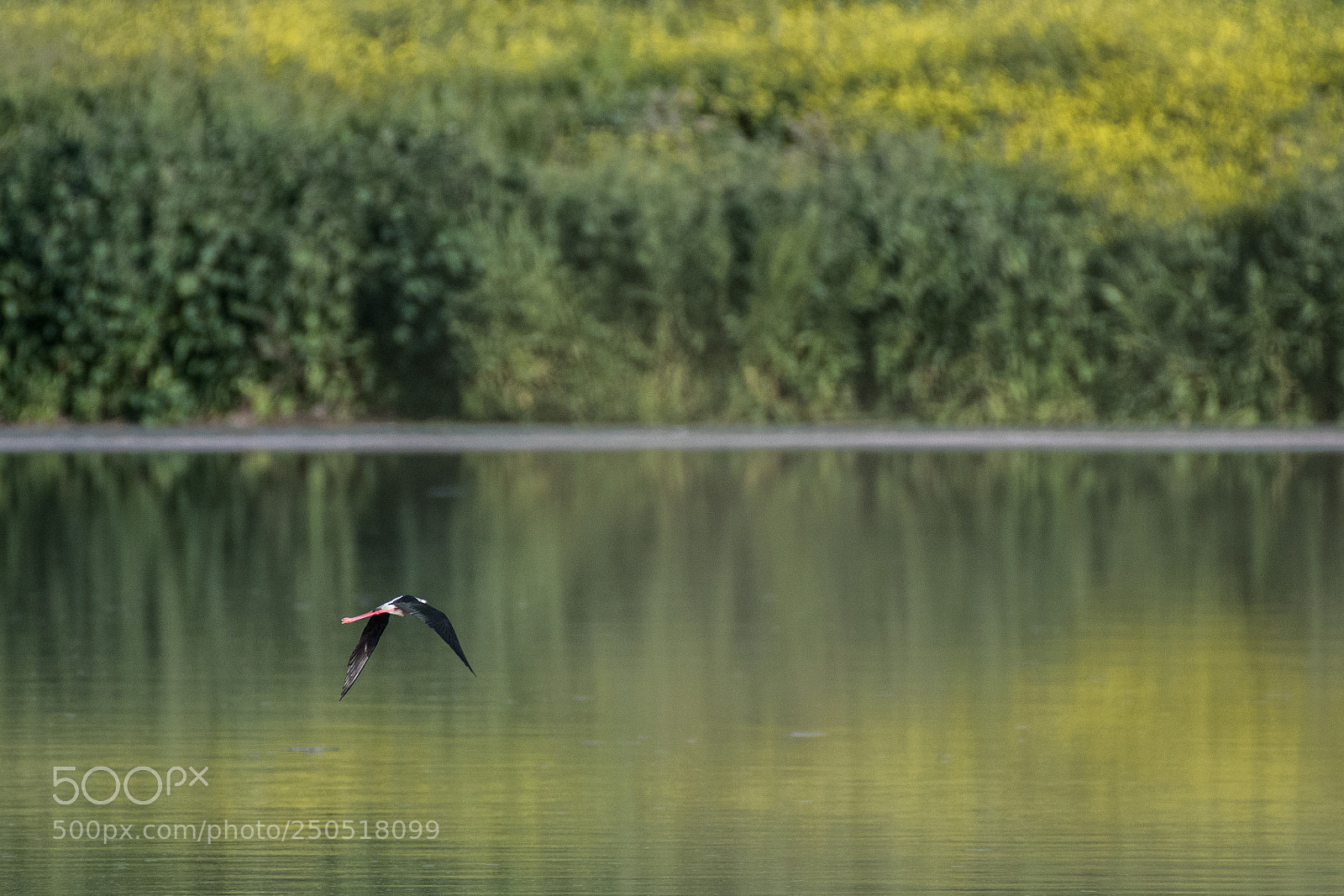 Nikon D500 sample photo. Black-winged stilt photography