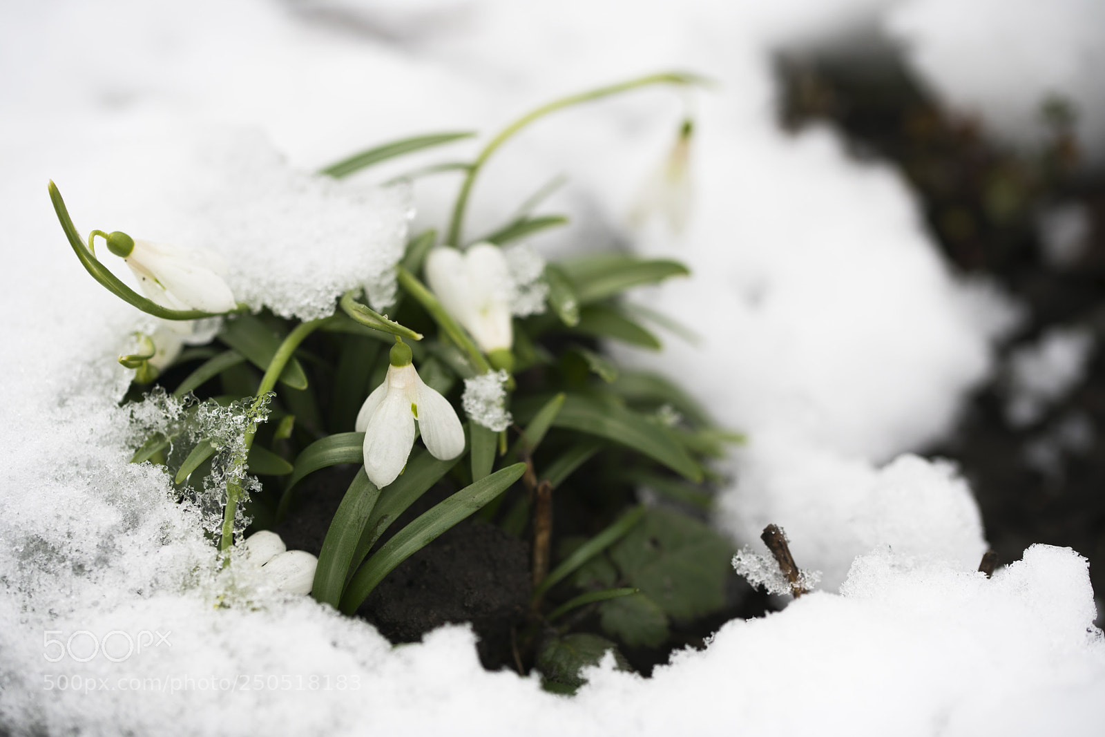 Sony a7R II sample photo. Spring snowdrops photography