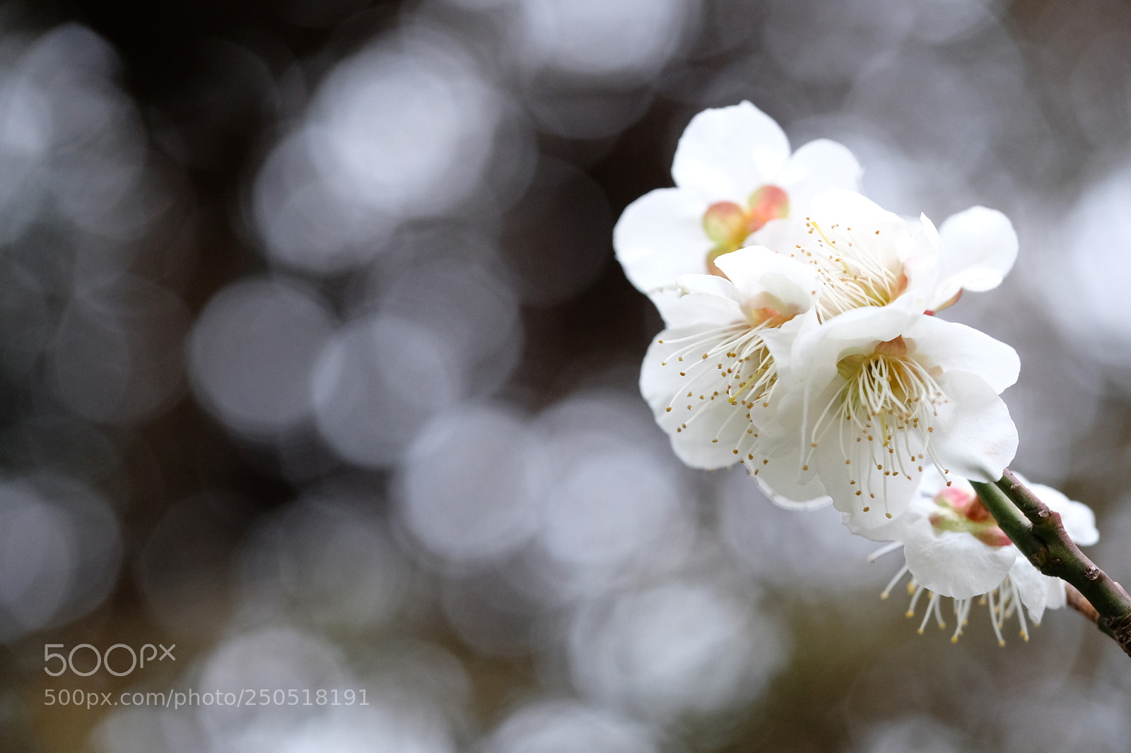 Fujifilm X-Pro2 sample photo. Dreamy spring photography