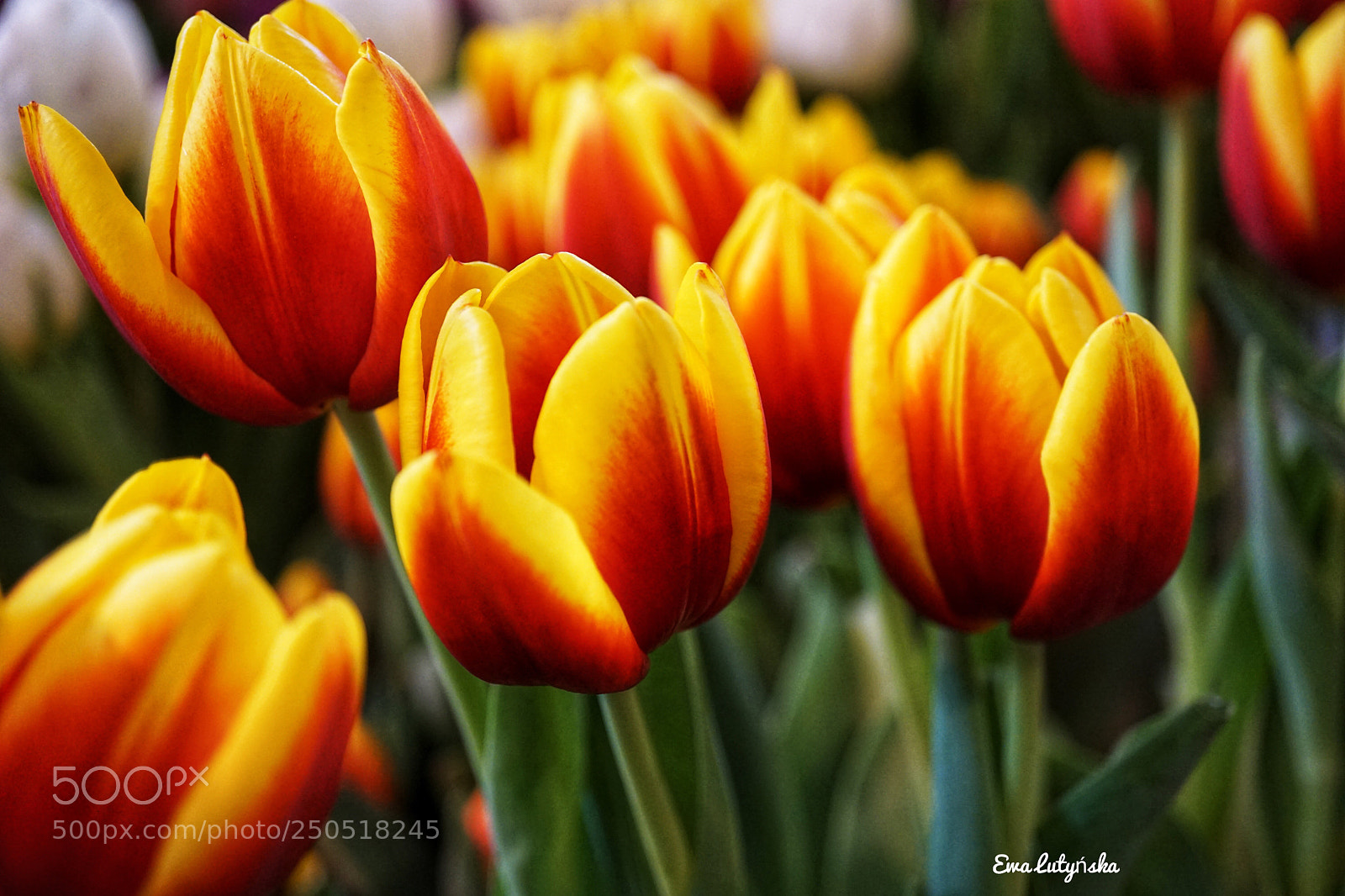 Sony a6000 sample photo. Red and yellow tulips  photography