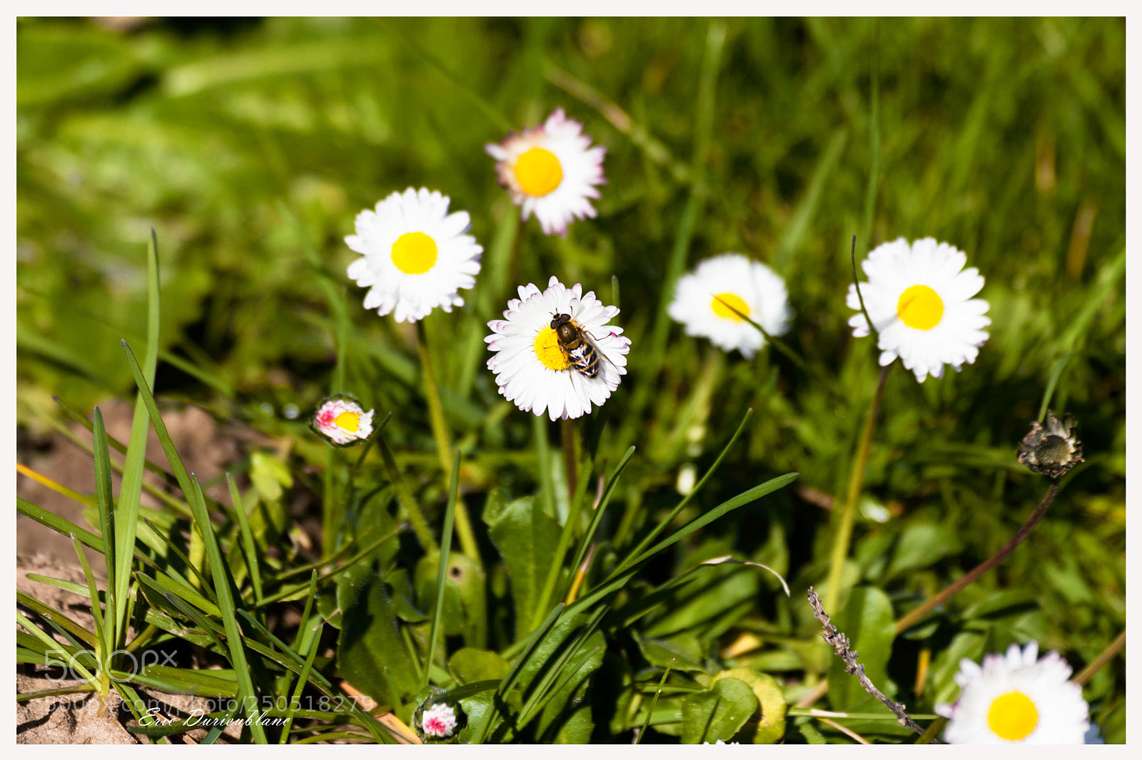 Canon EOS-1D Mark II sample photo. Untitled photography