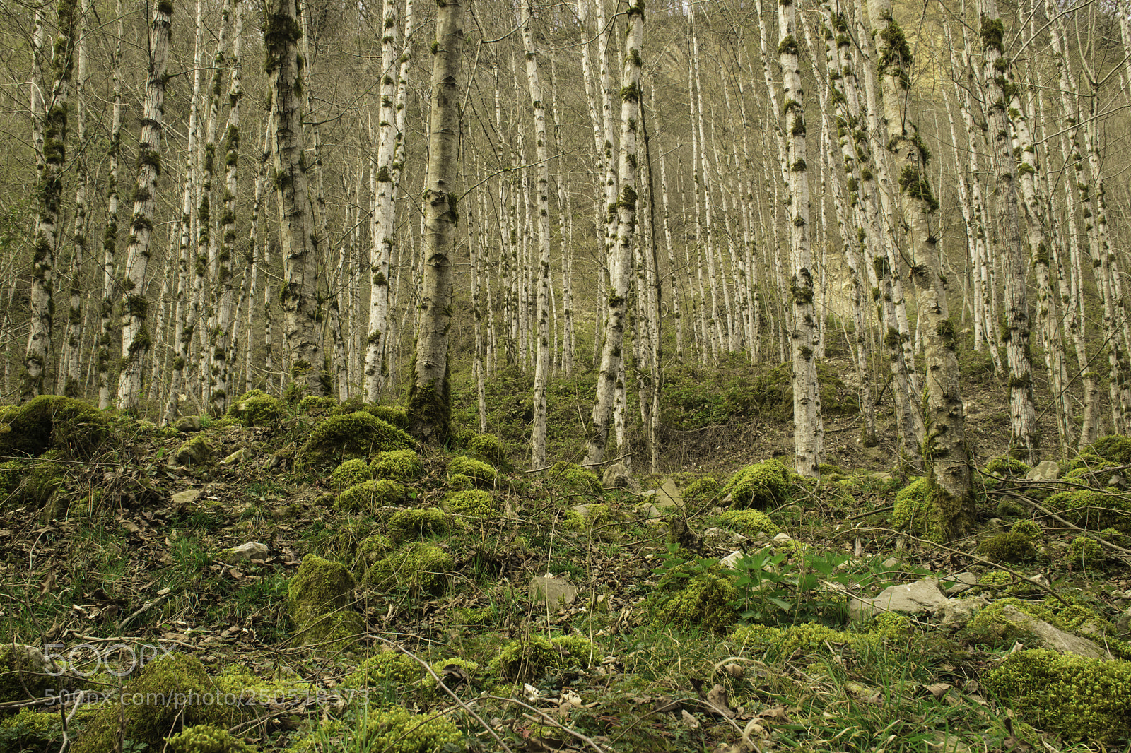 Nikon D5300 sample photo. Tree of forest photography