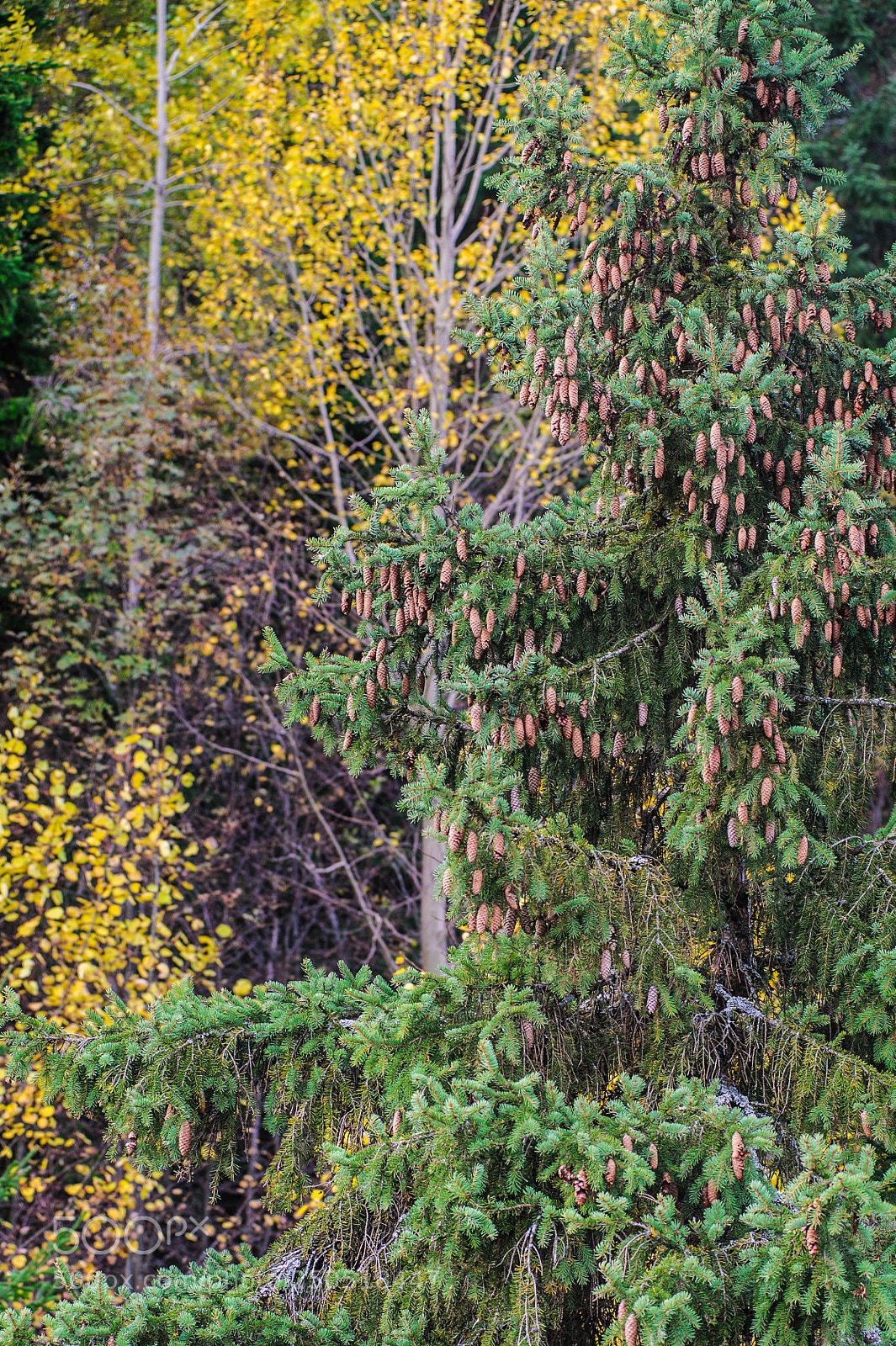 Nikon D700 sample photo. Colors of autumn photography