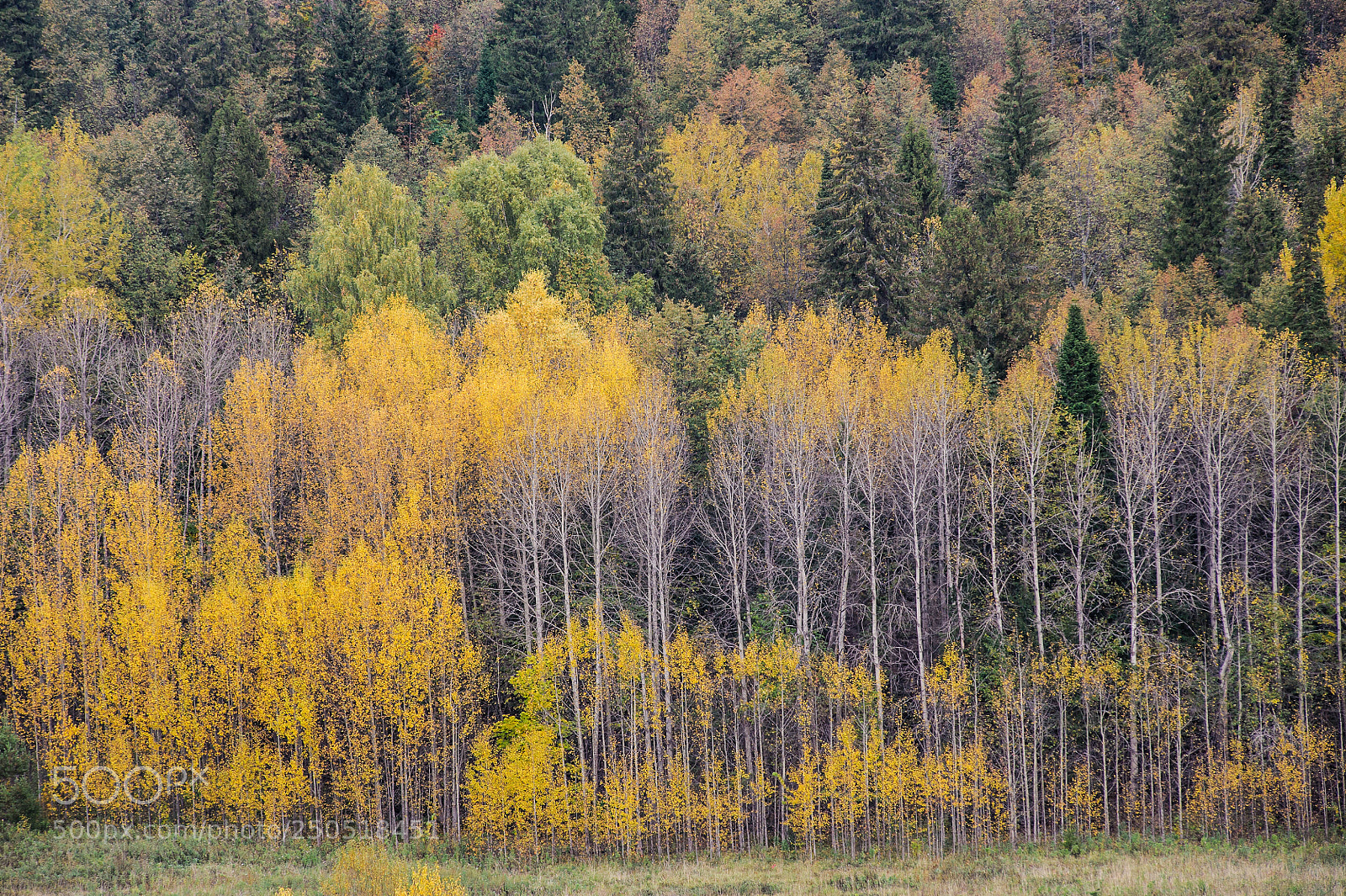 Nikon D700 sample photo. Colors of autumn photography