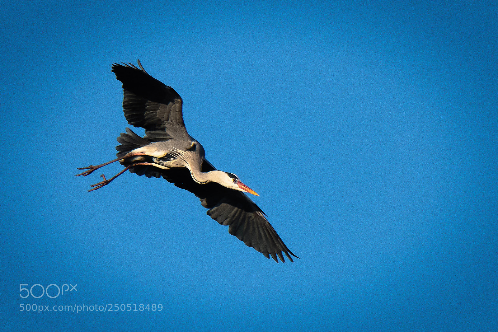 Nikon D850 sample photo. Grey heron photography