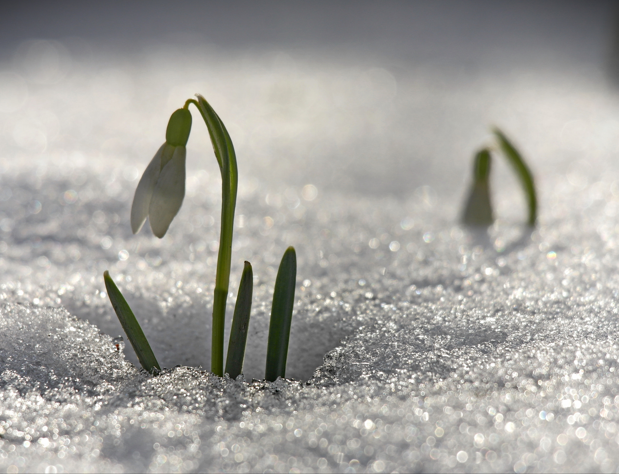 Samsung NX20 sample photo. Spring photography