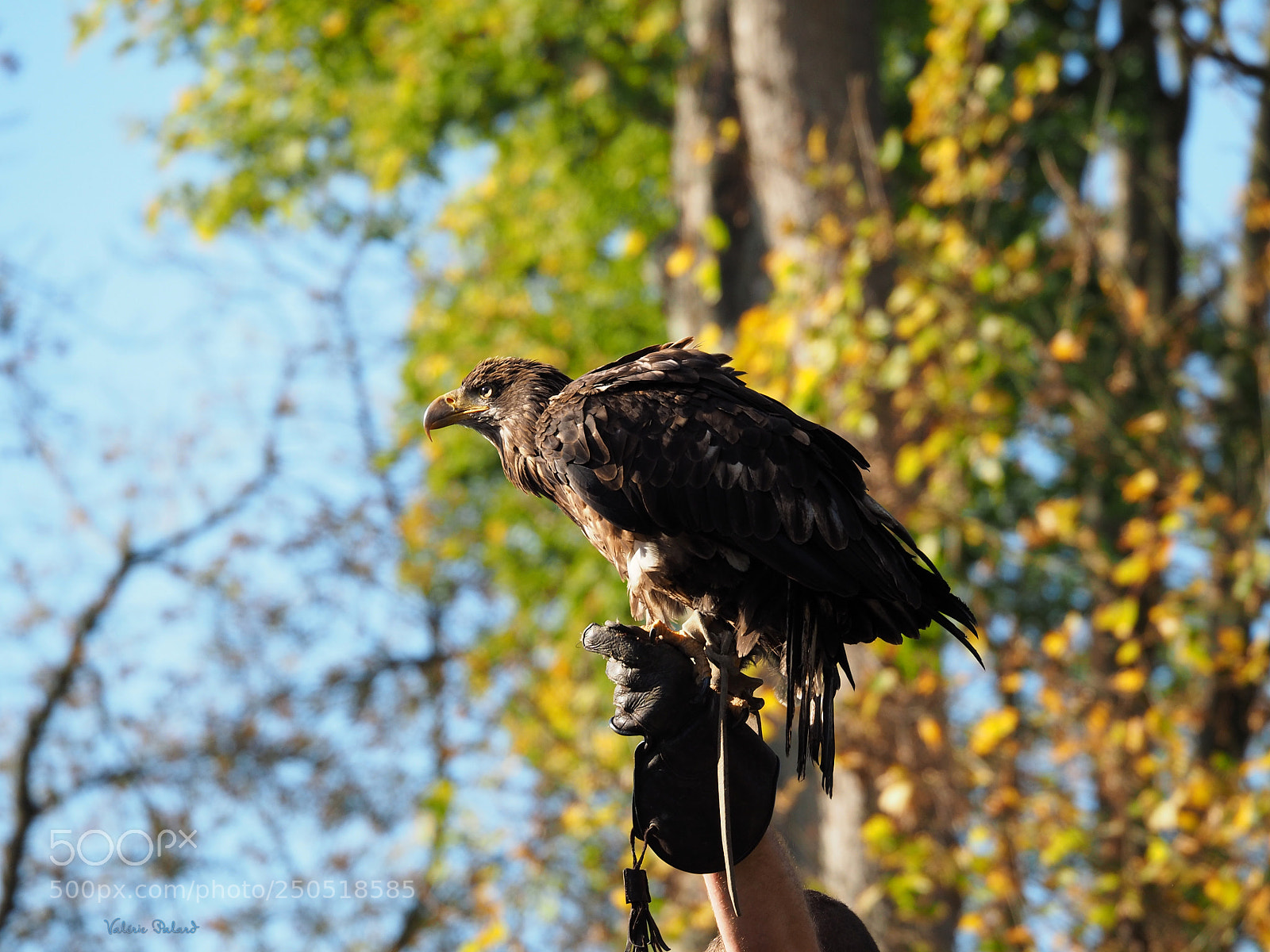 Olympus OM-D E-M5 II sample photo. Rapace de pairi daiza photography