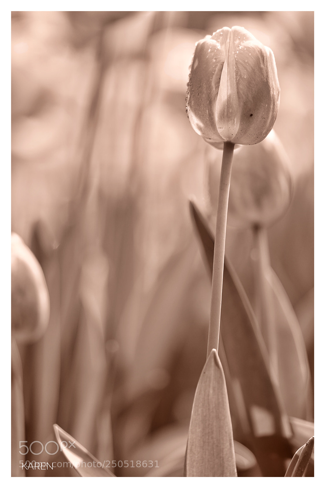 Sony a7R II sample photo. Tulip photography