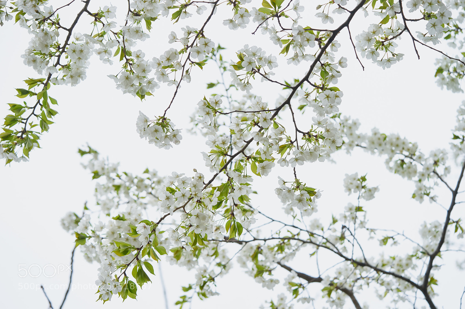 Sony a7 sample photo. Flowers 6277 photography