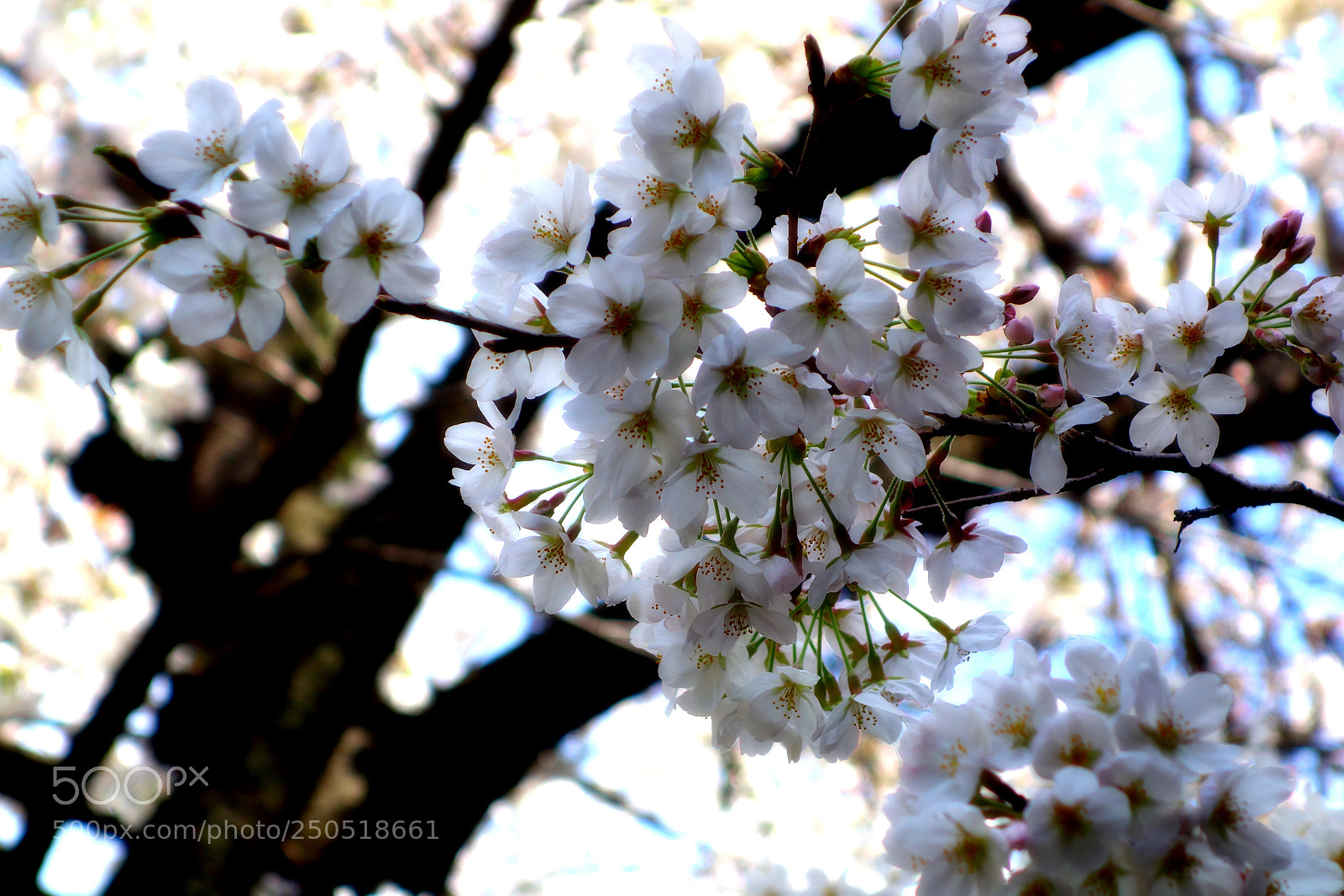 Sony Cyber-shot DSC-RX100 sample photo. Cherry blossom photography