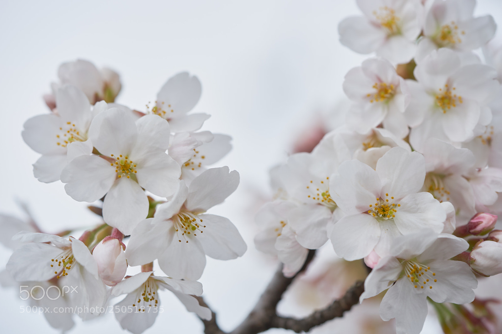 Sony a7 sample photo. Flowers 6278 photography
