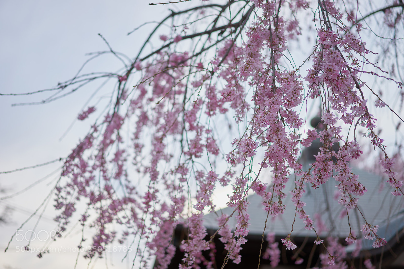 Sony a7 sample photo. Flowers 6279 photography