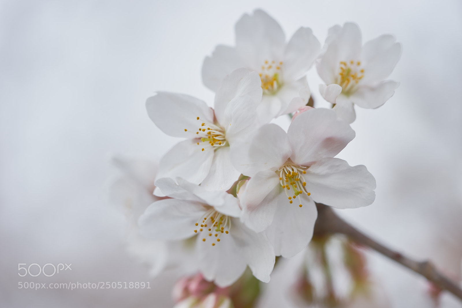 Sony a7 sample photo. Flowers 6280 photography