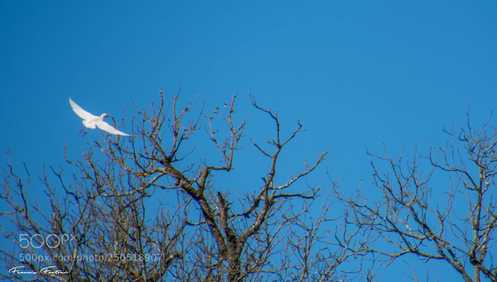 Nikon D7200 sample photo. Garde boeuf ou pique photography