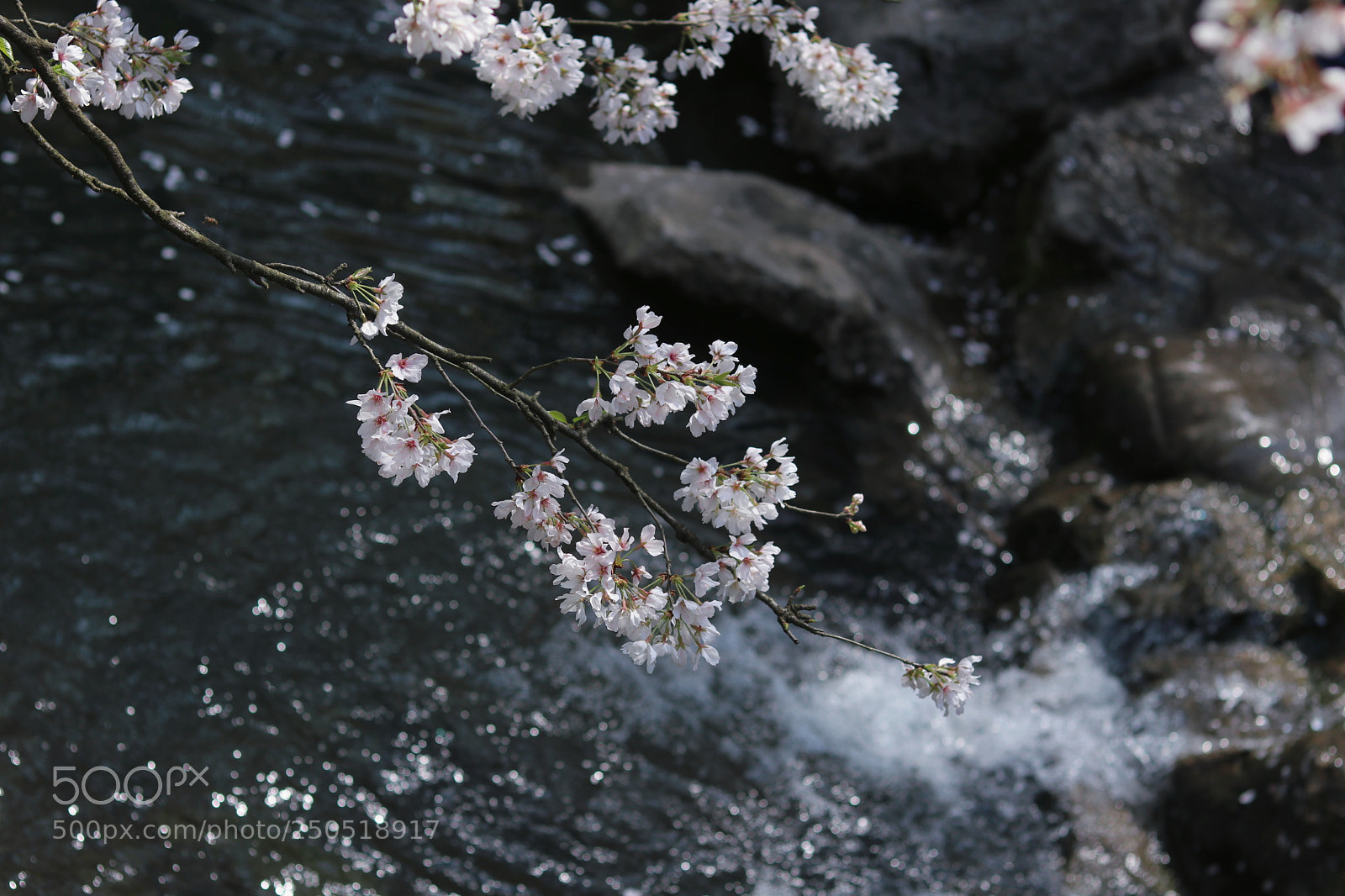 Canon EOS 80D sample photo. 临水照花 photography