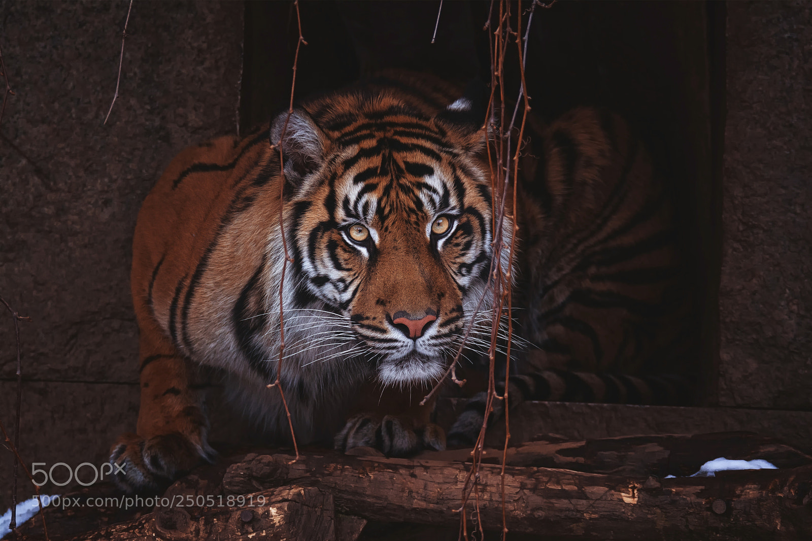 Nikon D7100 sample photo. Sumatran tiger photography