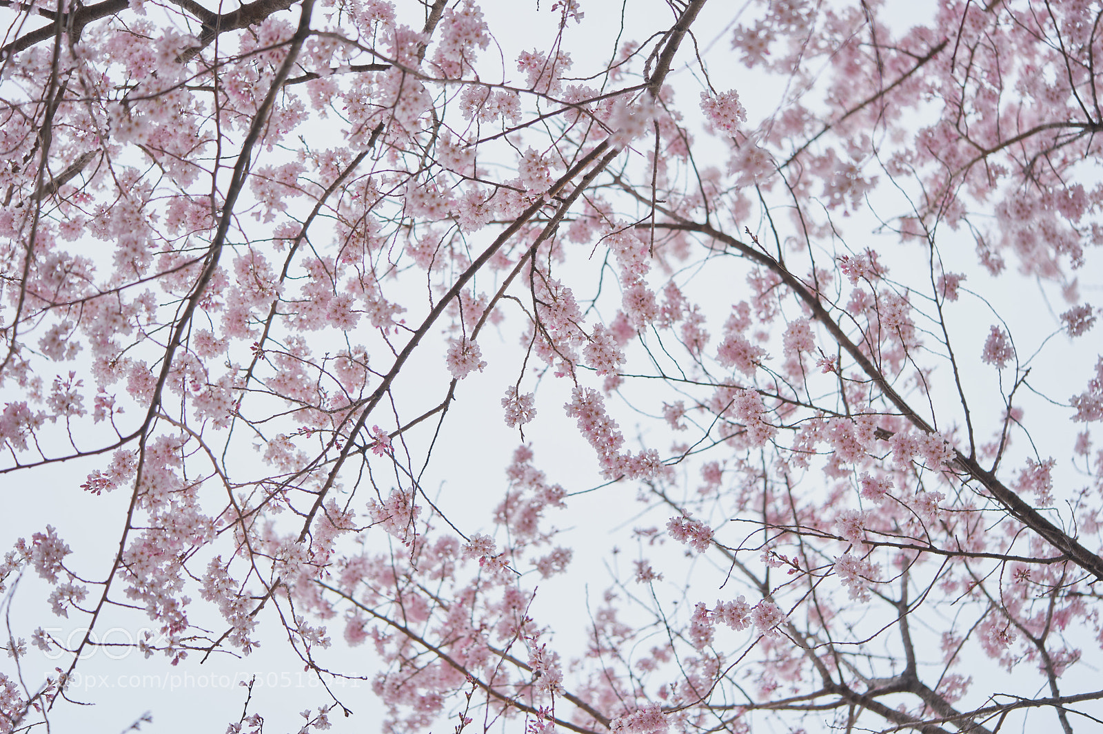 Sony a7 sample photo. Flowers 6281 photography