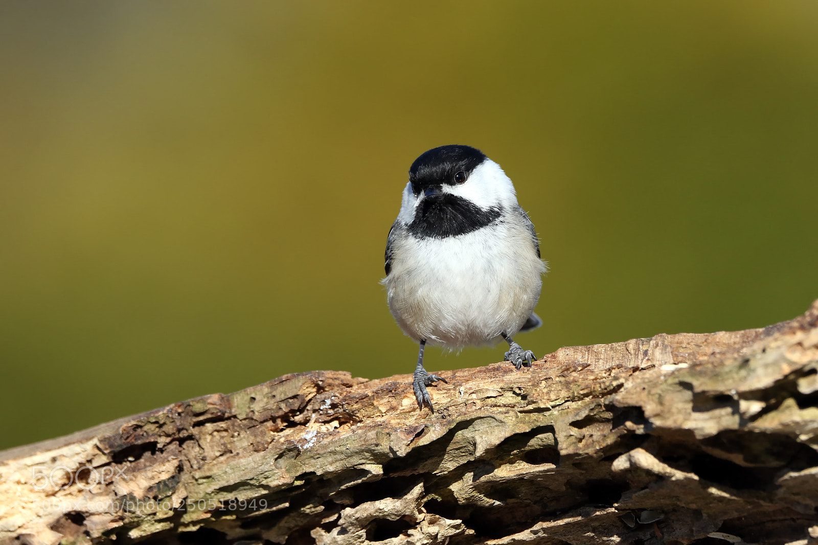 Canon EOS 7D Mark II sample photo. Chickadee photography