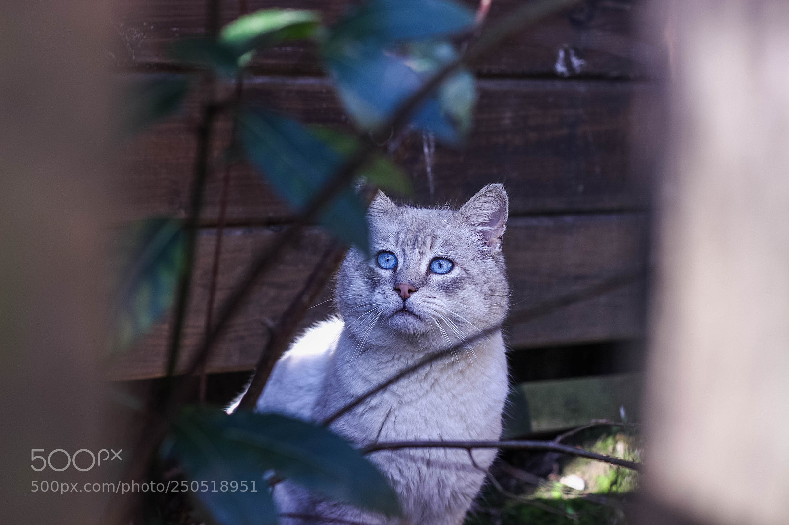 Canon EOS 600D (Rebel EOS T3i / EOS Kiss X5) sample photo. Eyes of cats photography