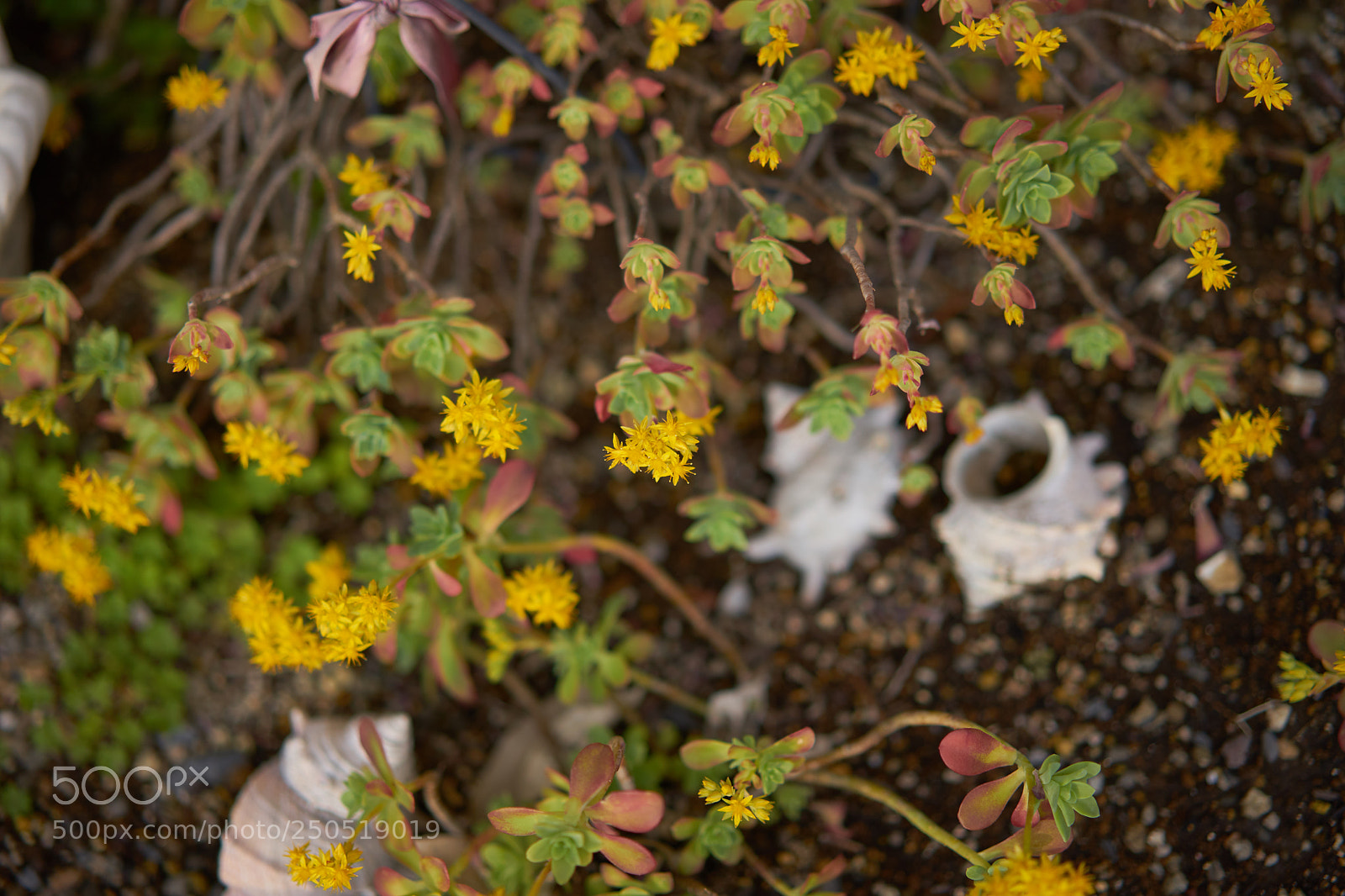 Sony a7 sample photo. Flowers 6282 photography