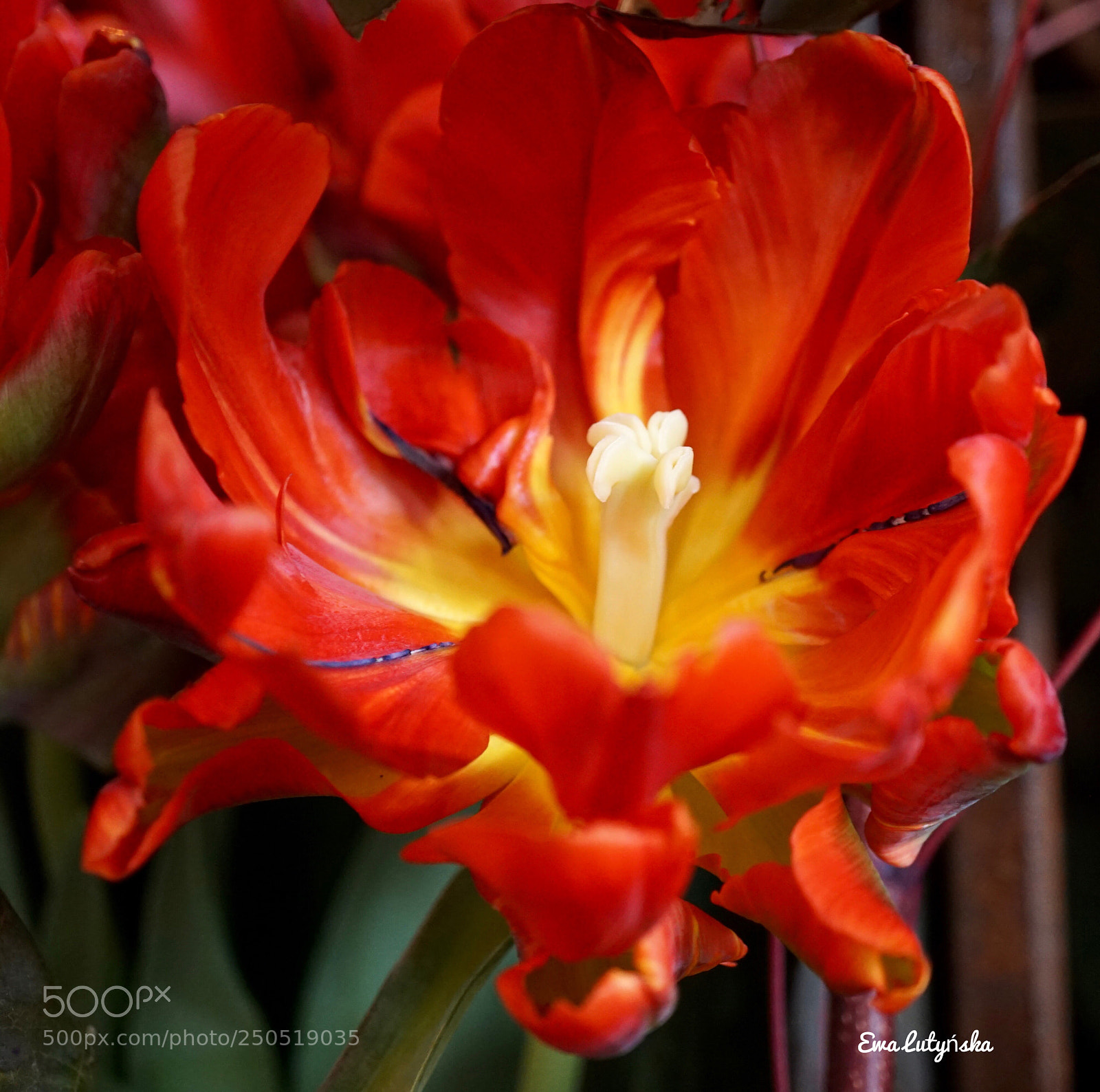 Sony a6000 sample photo. Tulip at the garden photography