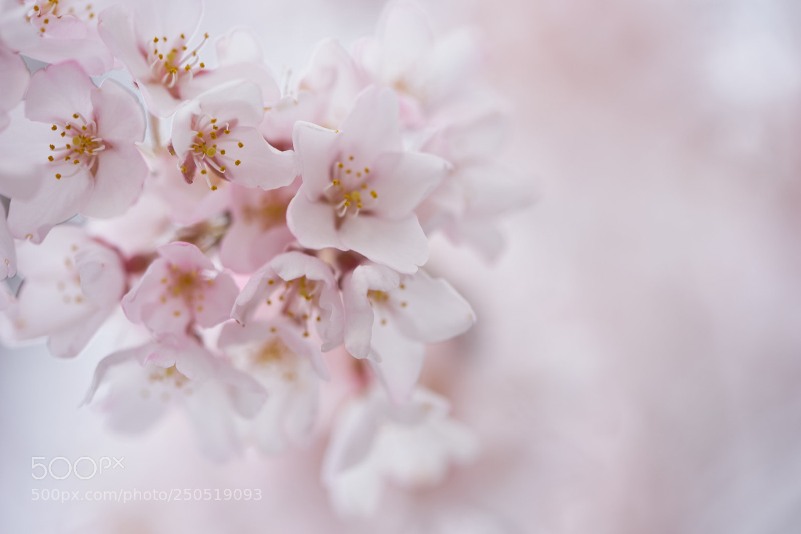 Sony a7 sample photo. Flowers 6283 photography
