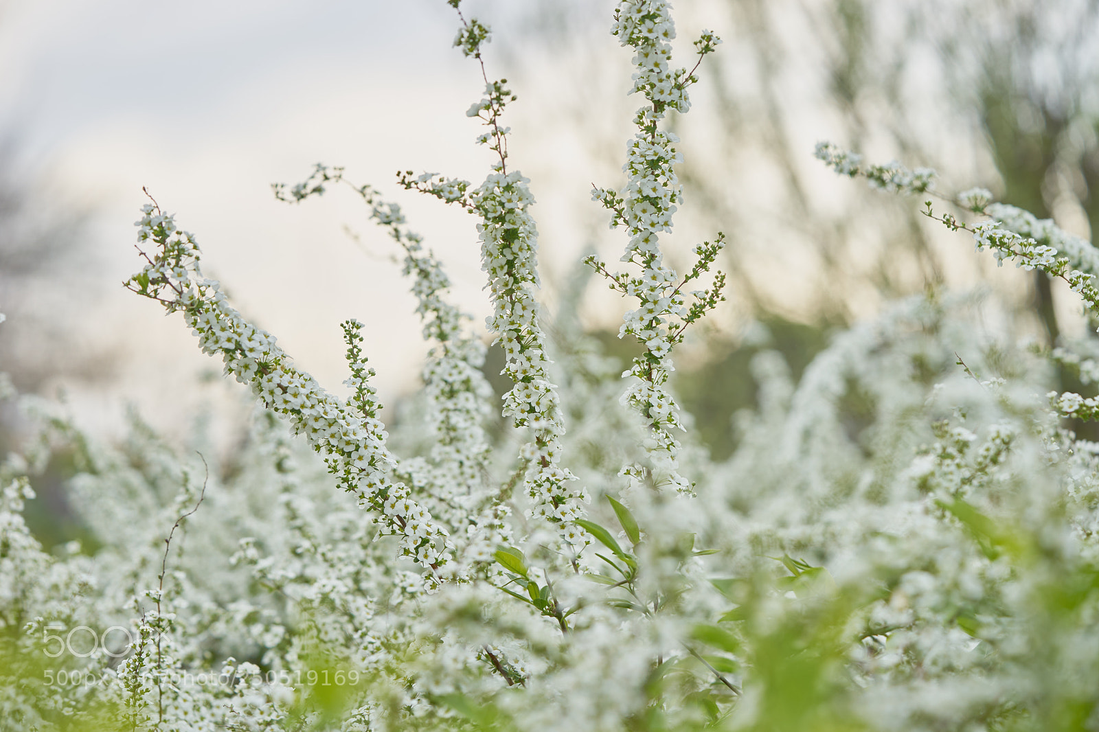 Sony a7 sample photo. Flowers 6284 photography