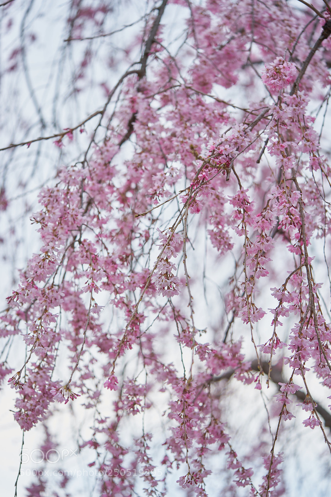 Sony a7 sample photo. Flowers 6285 photography