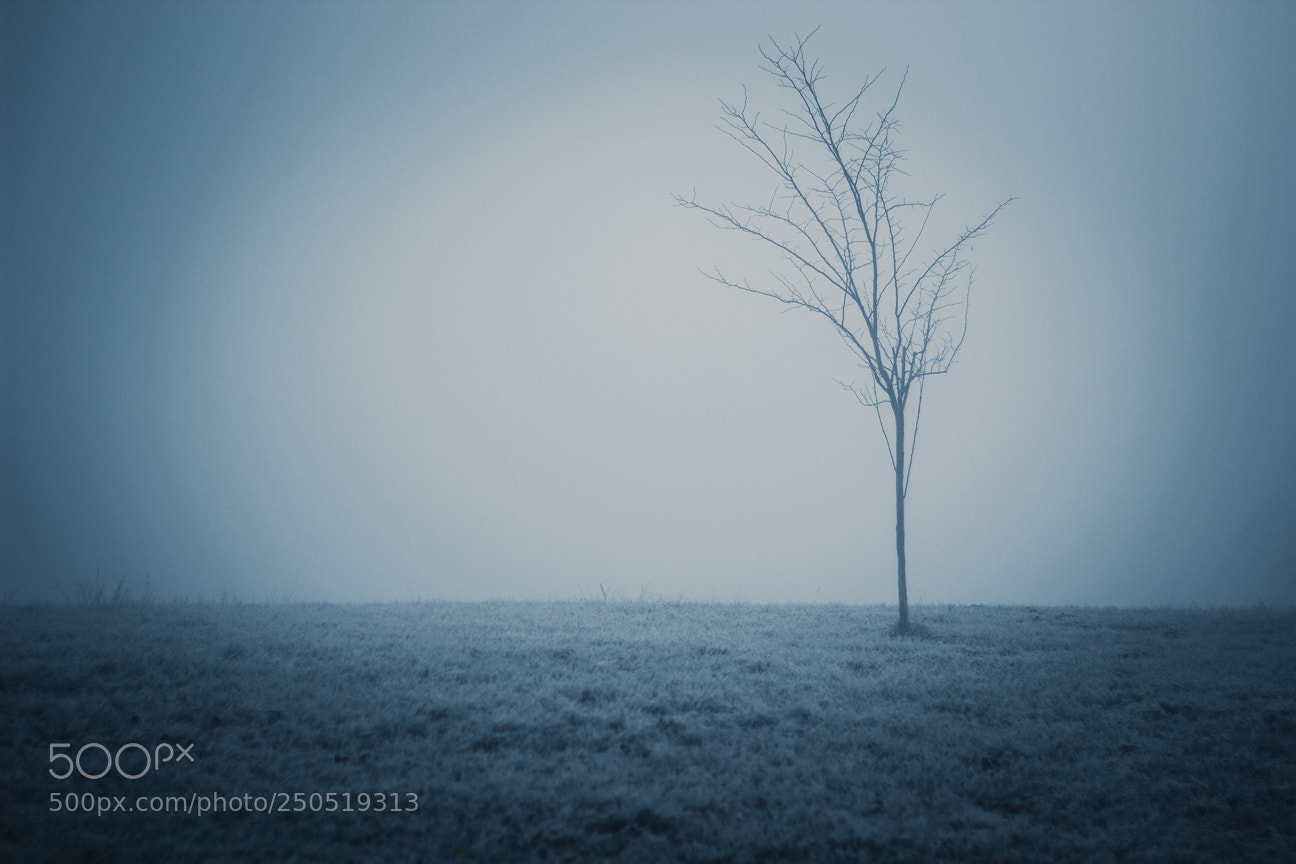 Canon EOS 60D sample photo. Marciac2 photography