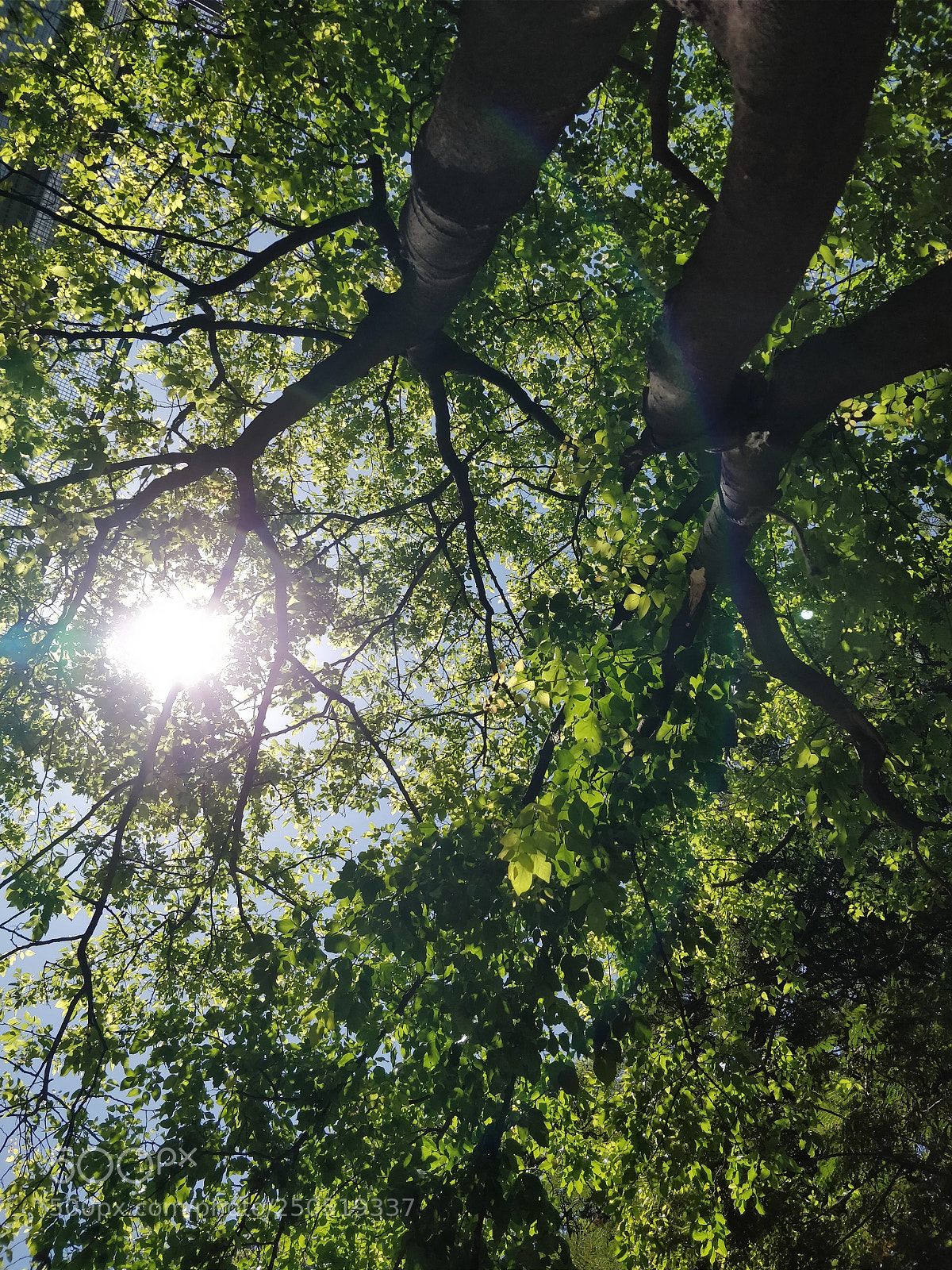 OnePlus 5 sample photo. Its always sunny in photography