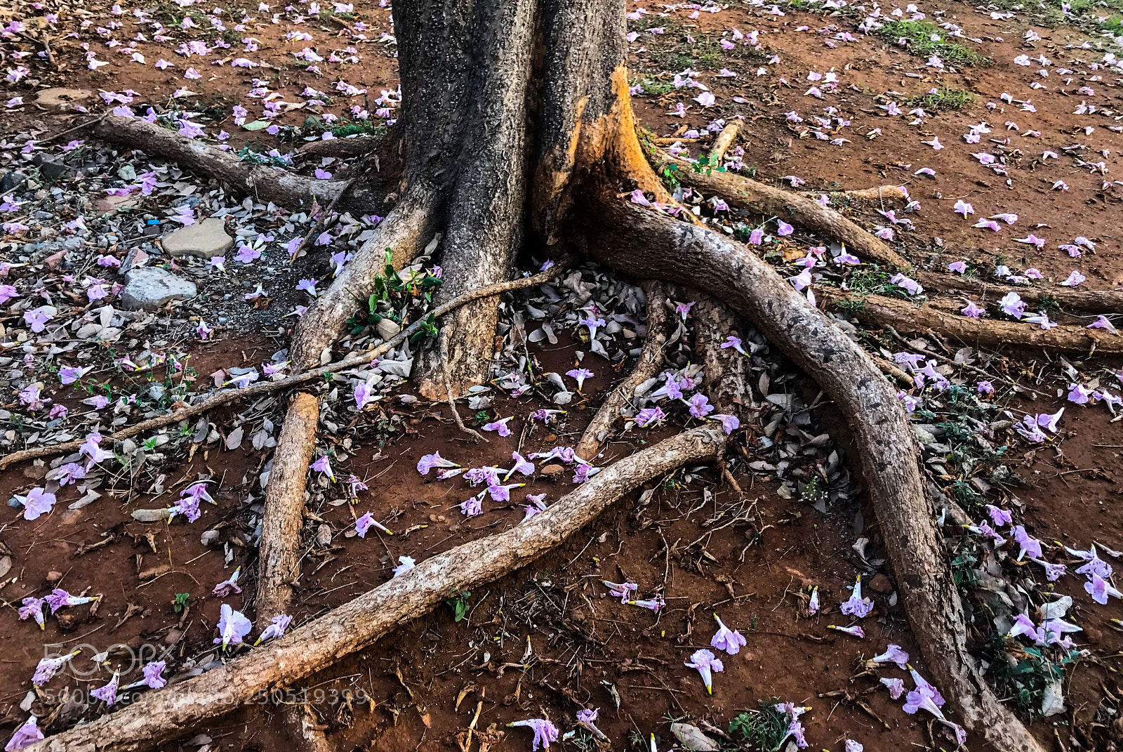 Apple iPhone 7 sample photo. March 18 photography