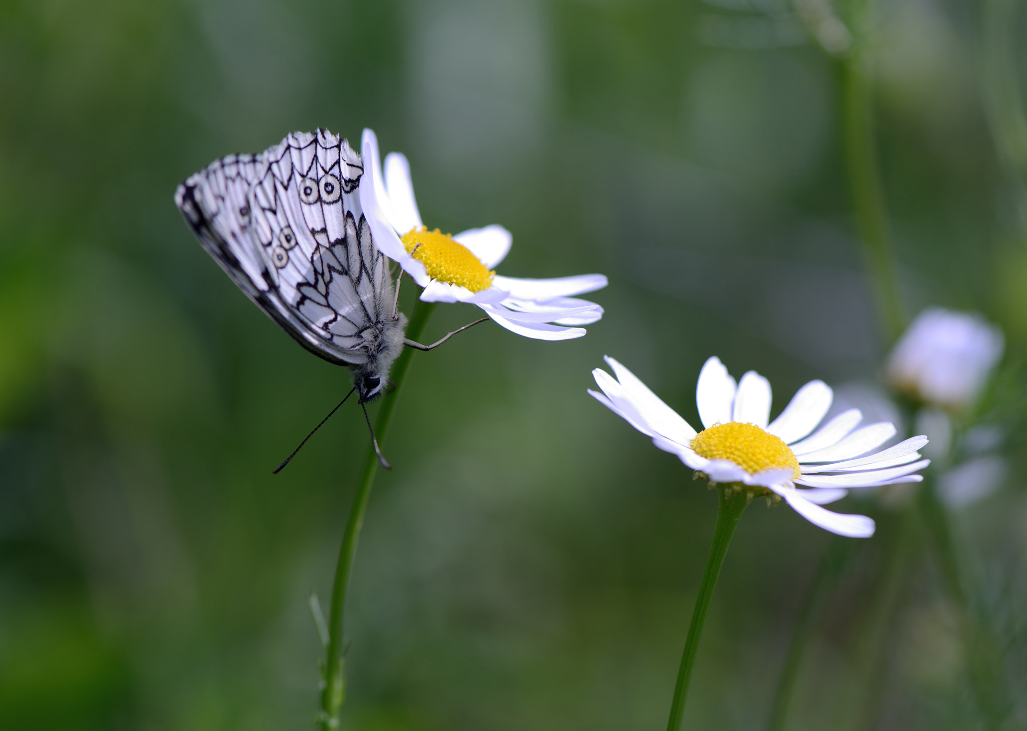 Nikon AF-S Micro-Nikkor 105mm F2.8G IF-ED VR sample photo. Melanargia. photography
