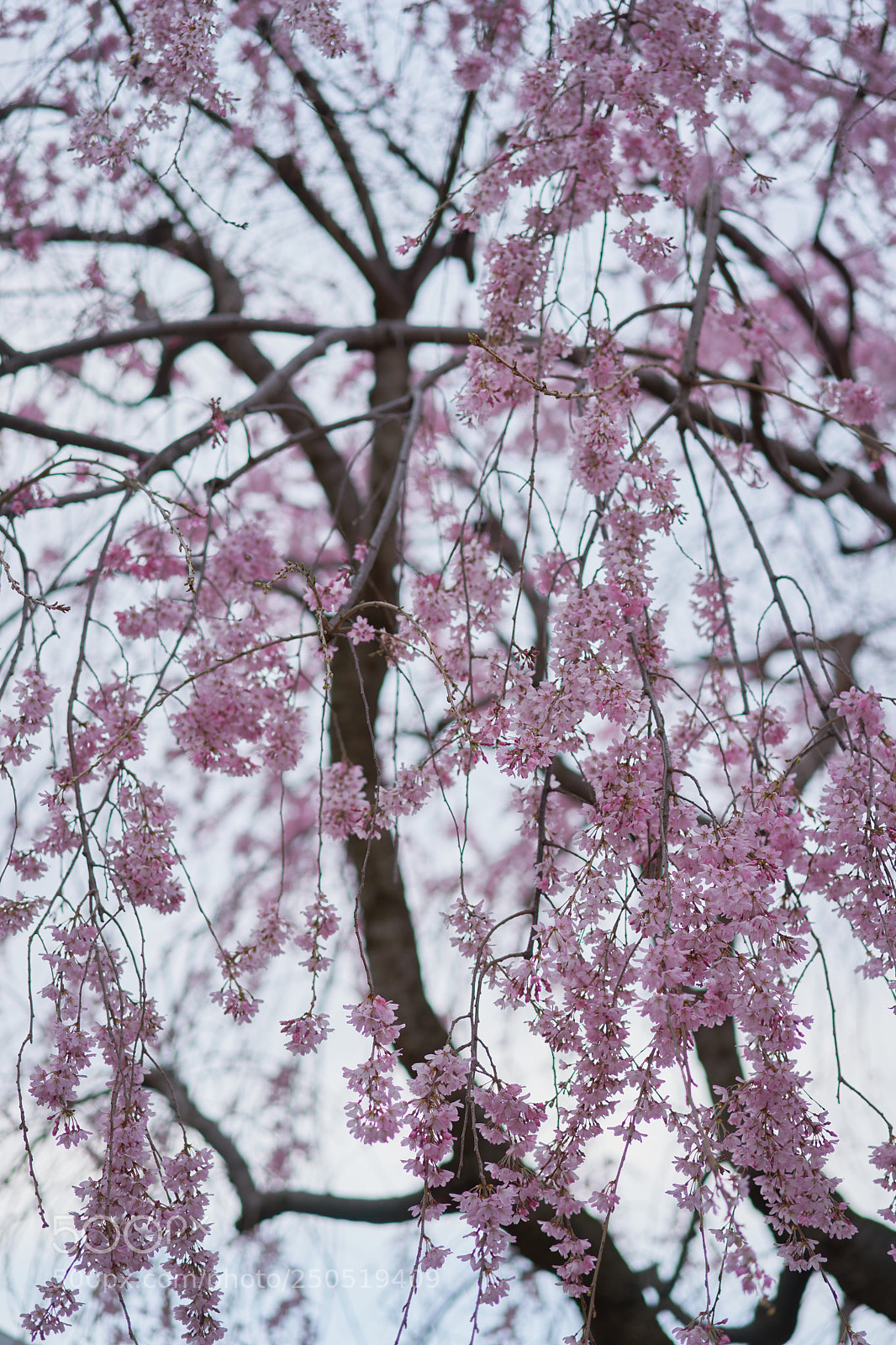 Sony a7 sample photo. Flowers 6286 photography