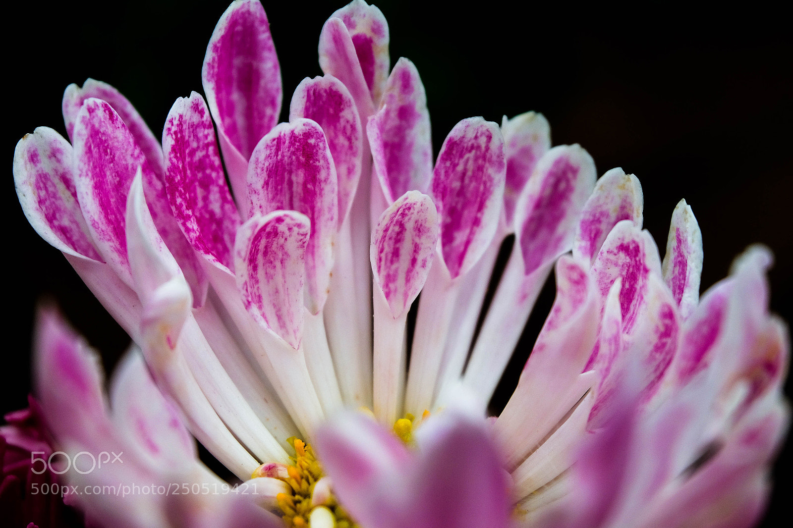 Fujifilm X-E2 sample photo. Flower  macro photography