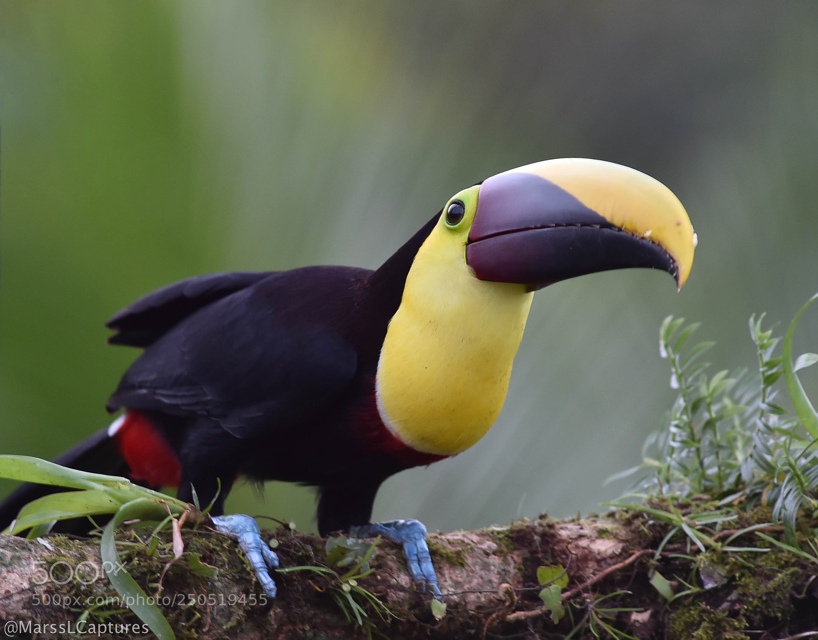 Nikon D4S sample photo. Tucan photography