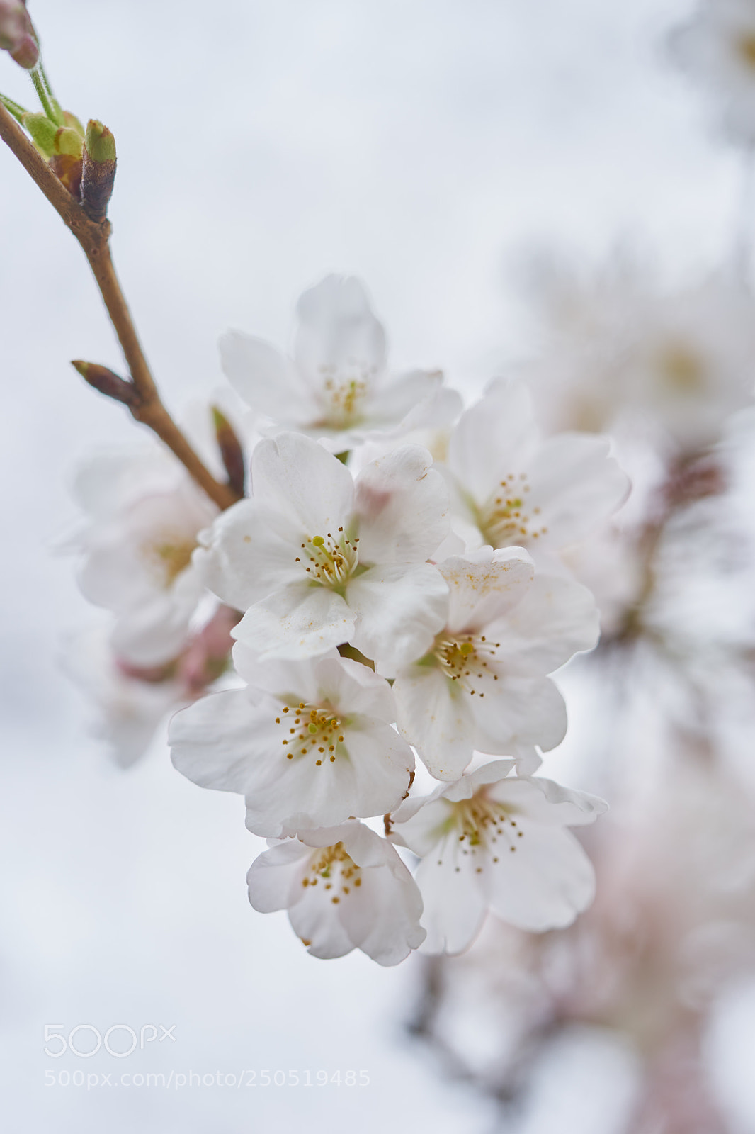 Sony a7 sample photo. Flowers 6287 photography