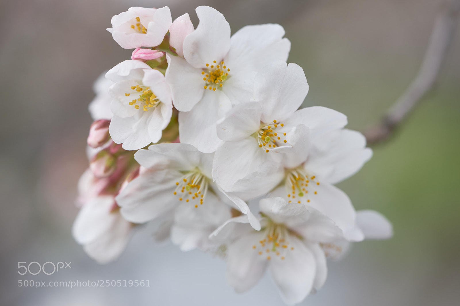 Sony a7 sample photo. Flowers 6288 photography