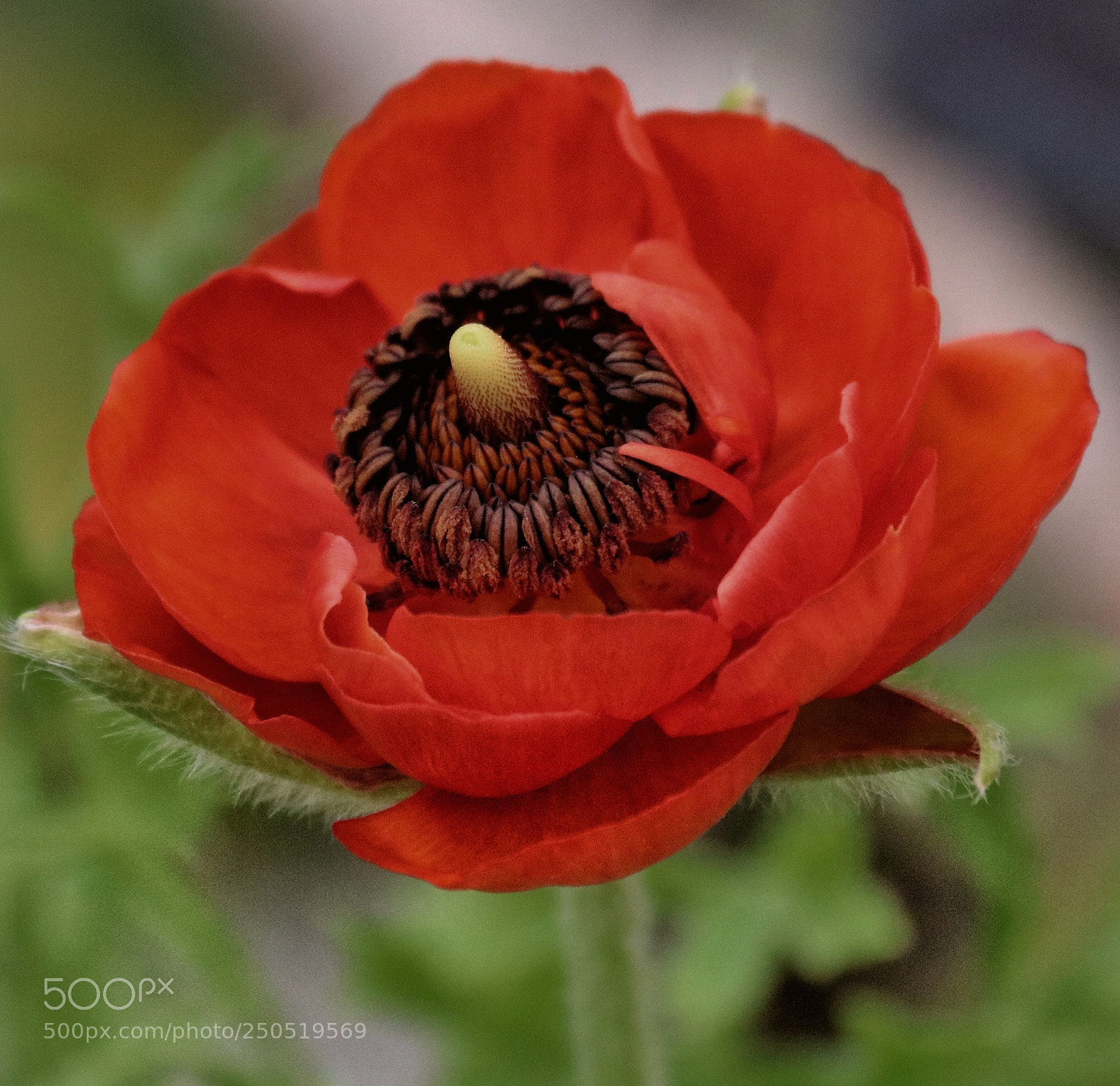 Canon EOS 80D sample photo. Red photography