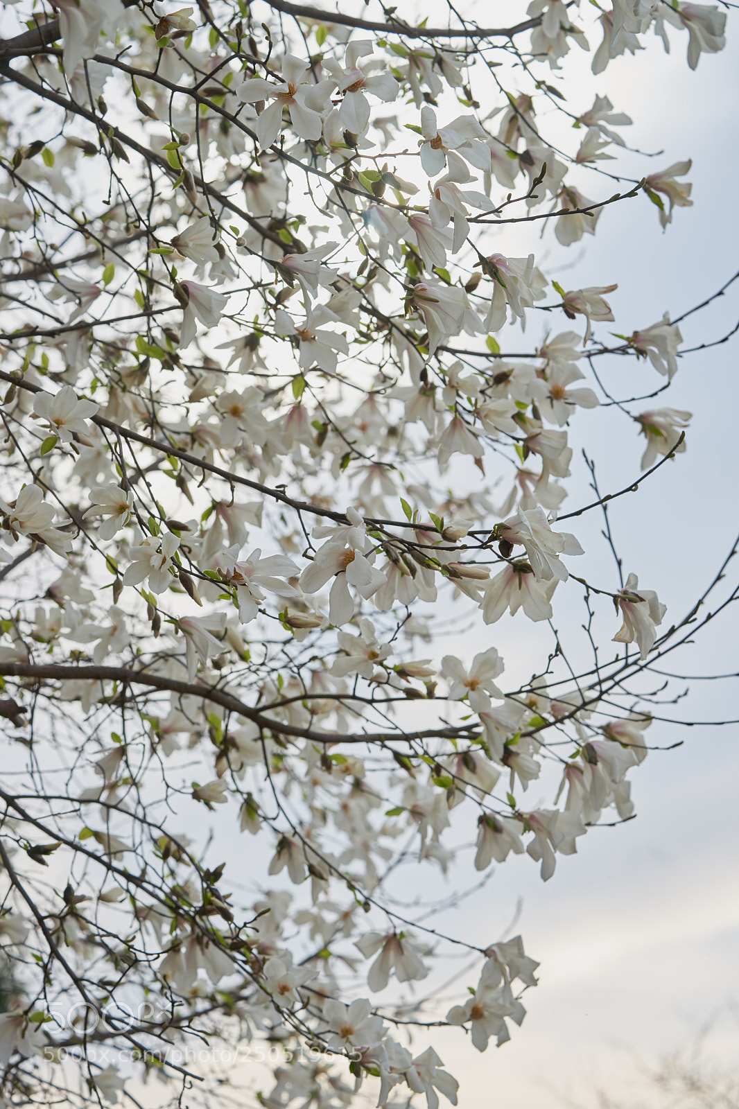Sony a7 sample photo. Flowers 6289 photography