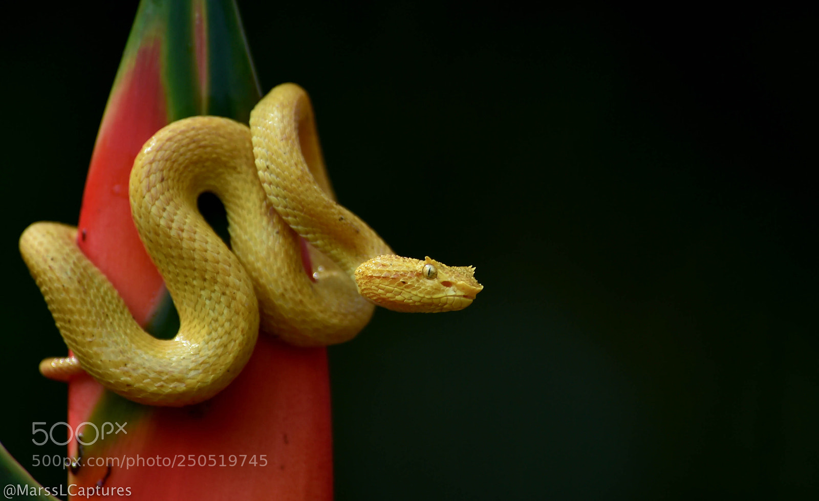 Nikon D4S sample photo. Eyelash pit viper photography
