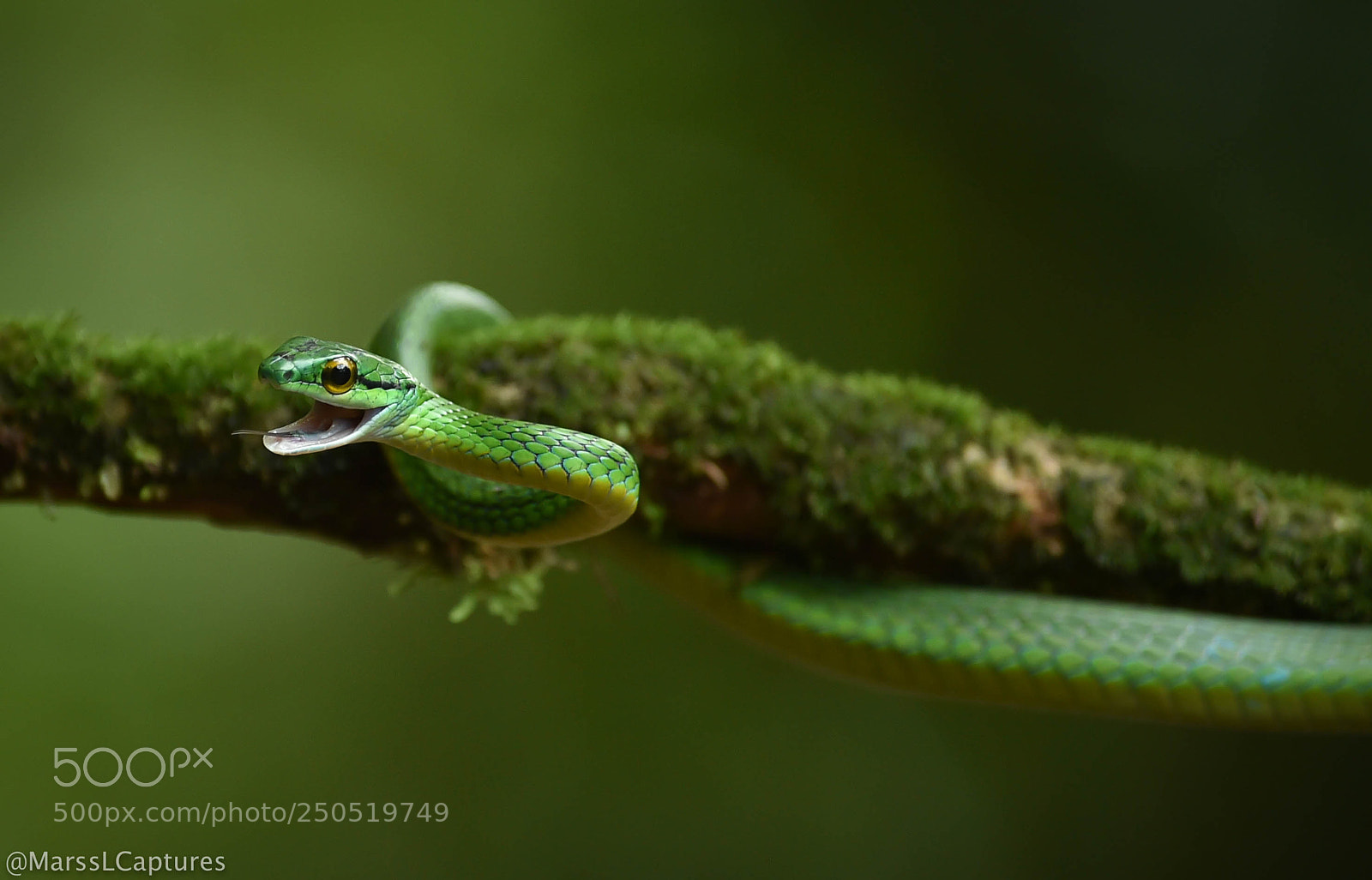 Nikon D4S sample photo. Eastern parrot snake photography
