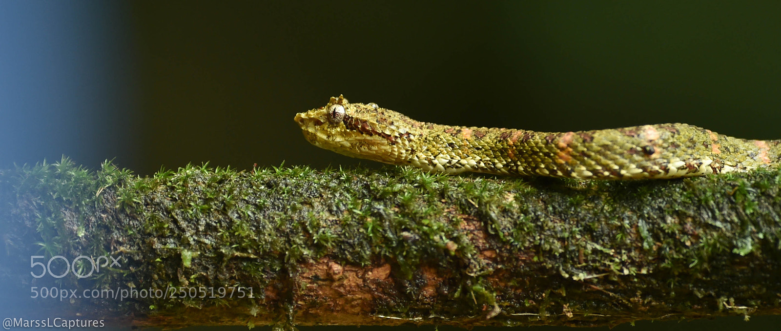 Nikon D4S sample photo. Costa rica wildlife photography