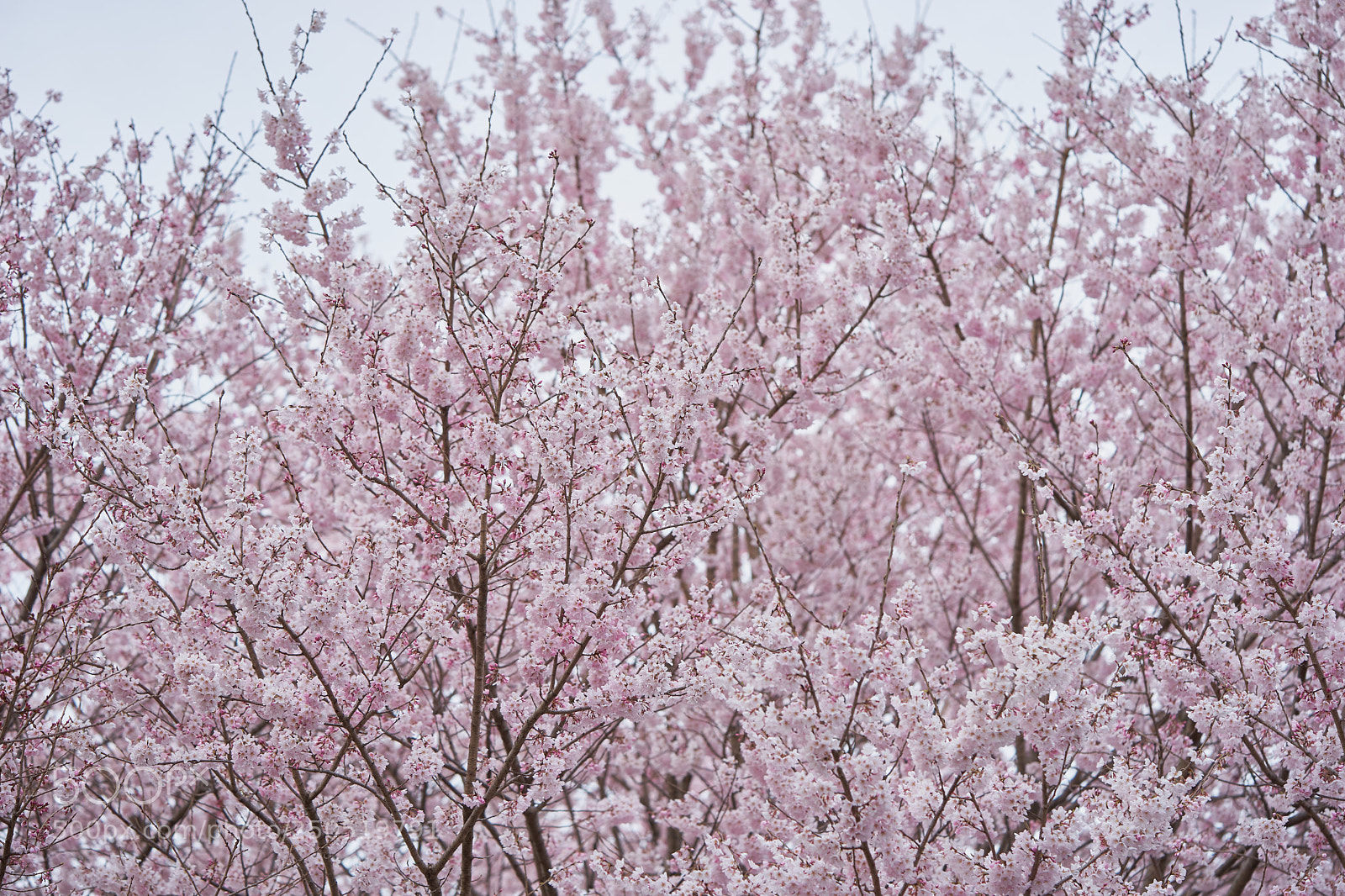 Sony a7 sample photo. Flowers 6291 photography
